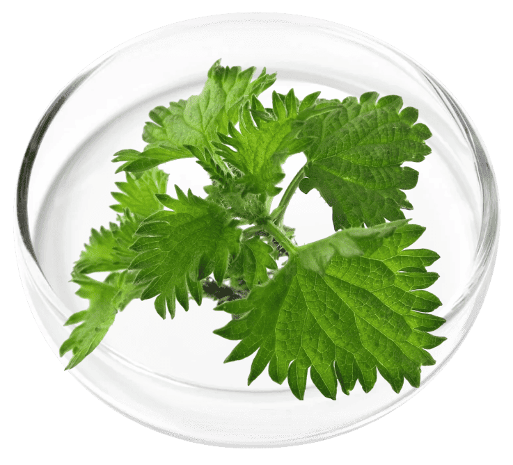 Chlorophyllin for gum tissue support