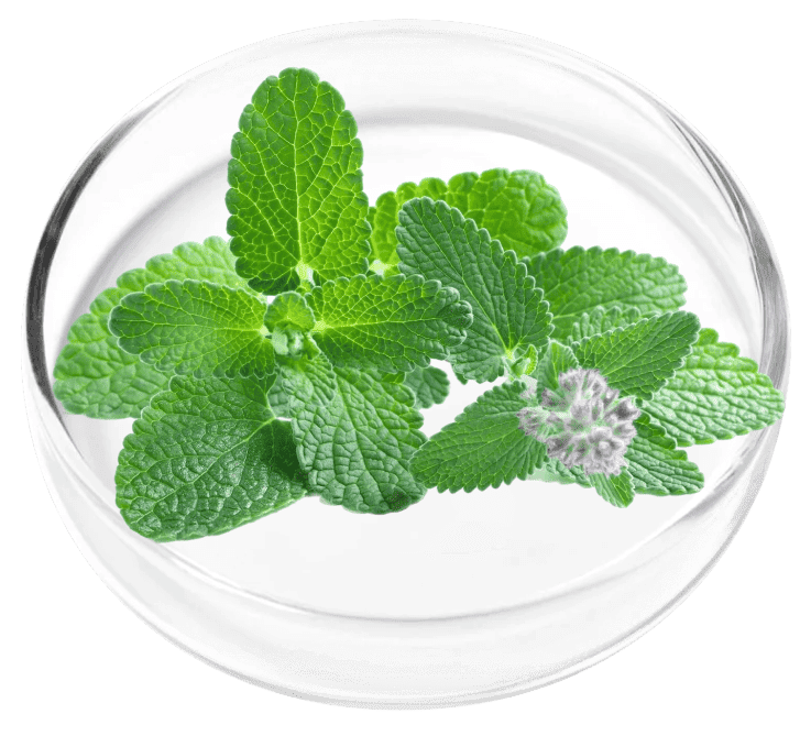 Peppermint for fresh breath naturally